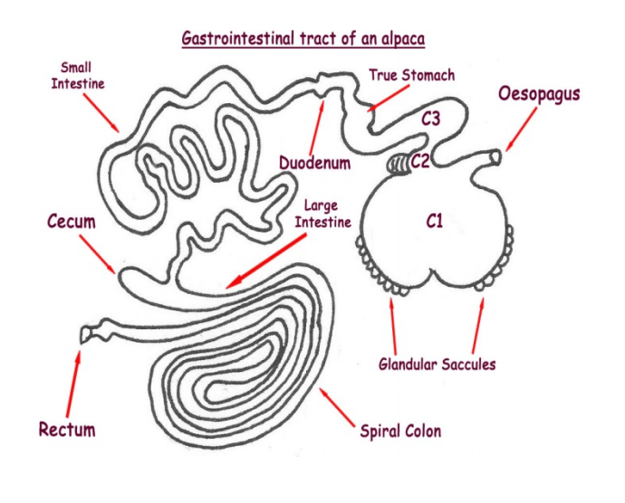 Labelled diagram of an alpaca's gastrointestinal tract: oesophagus, stomach compartments C1, C2 and C3 with glandular saccules, true stomach, duodenum, small intestine, cecum, large intestine, spiral colon and rectum